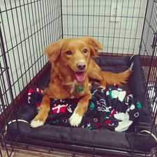Fenzi Dog Sports Academy - LS135: Crate Training Dogs: Happy Crating for  Life
