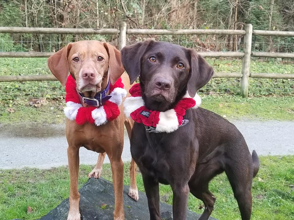 Holiday dogs