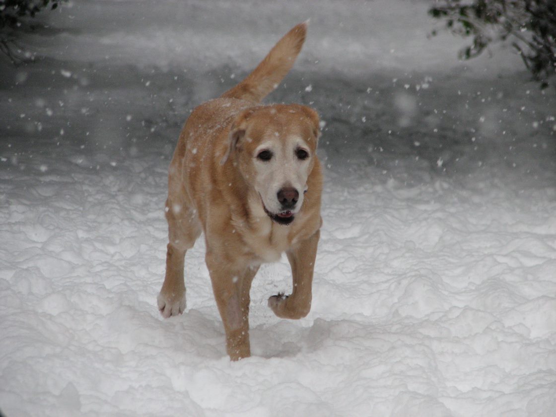 Lucy in Snow