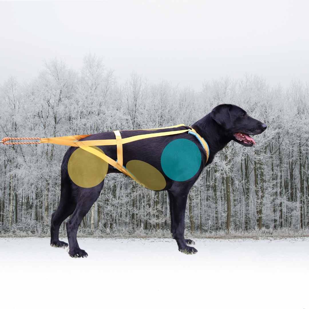 Dog-Powered Sports for Reactive Dogs 