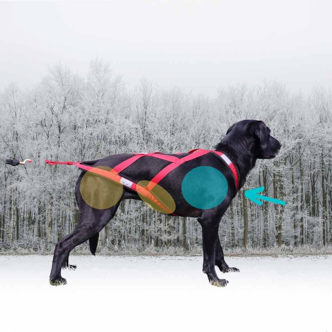 Fenzi Dog Sports Academy - EasyBlog - 6 Dog Training Vests: An