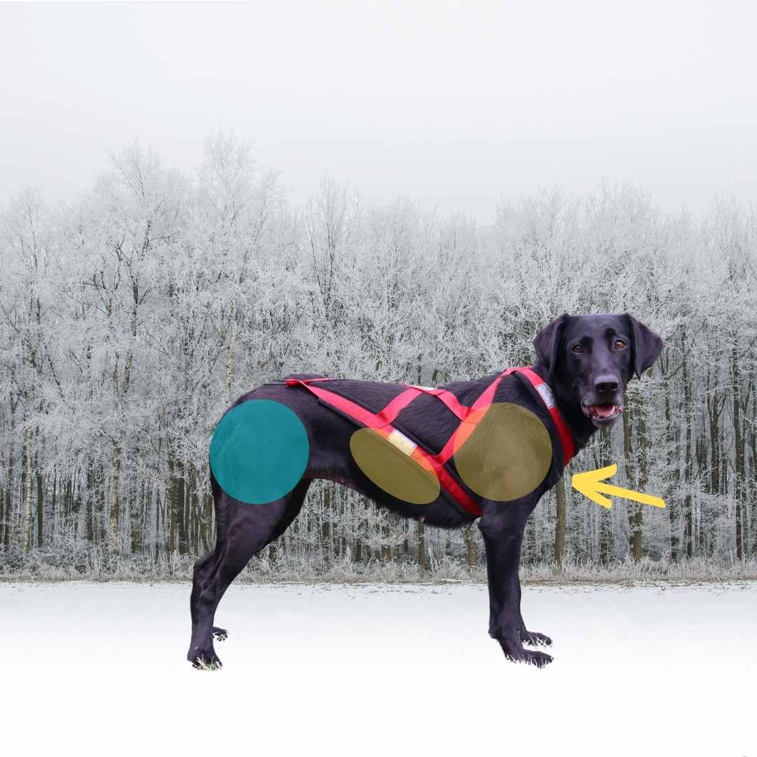 Fenzi Dog Sports Academy - EasyBlog - 6 Dog Training Vests: An