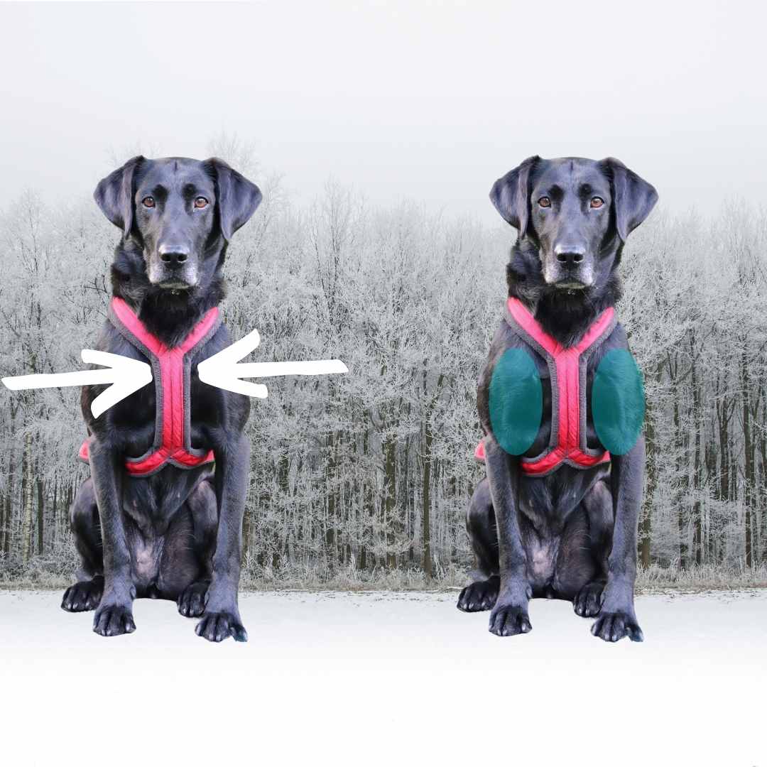 Fenzi Dog Sports Academy - EasyBlog - 6 Dog Training Vests: An