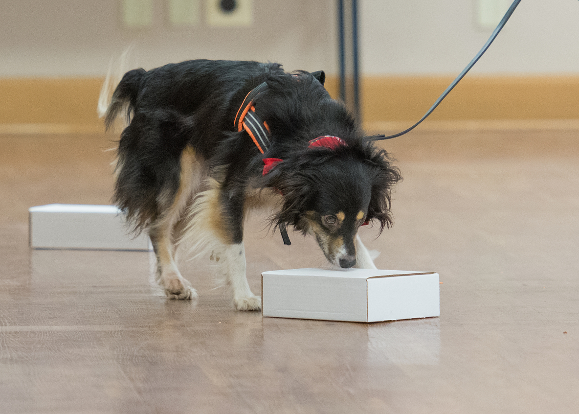 Fenzi Dog Sports Academy - NW145: To Boldly Go… Shaping a Confident Nosework  Dog