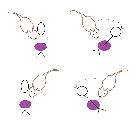 4 pictures of human standing in front of perch with a dog crooked.  handler rotates a direction with dotted arrows showing which way dog needs to move to be straight.