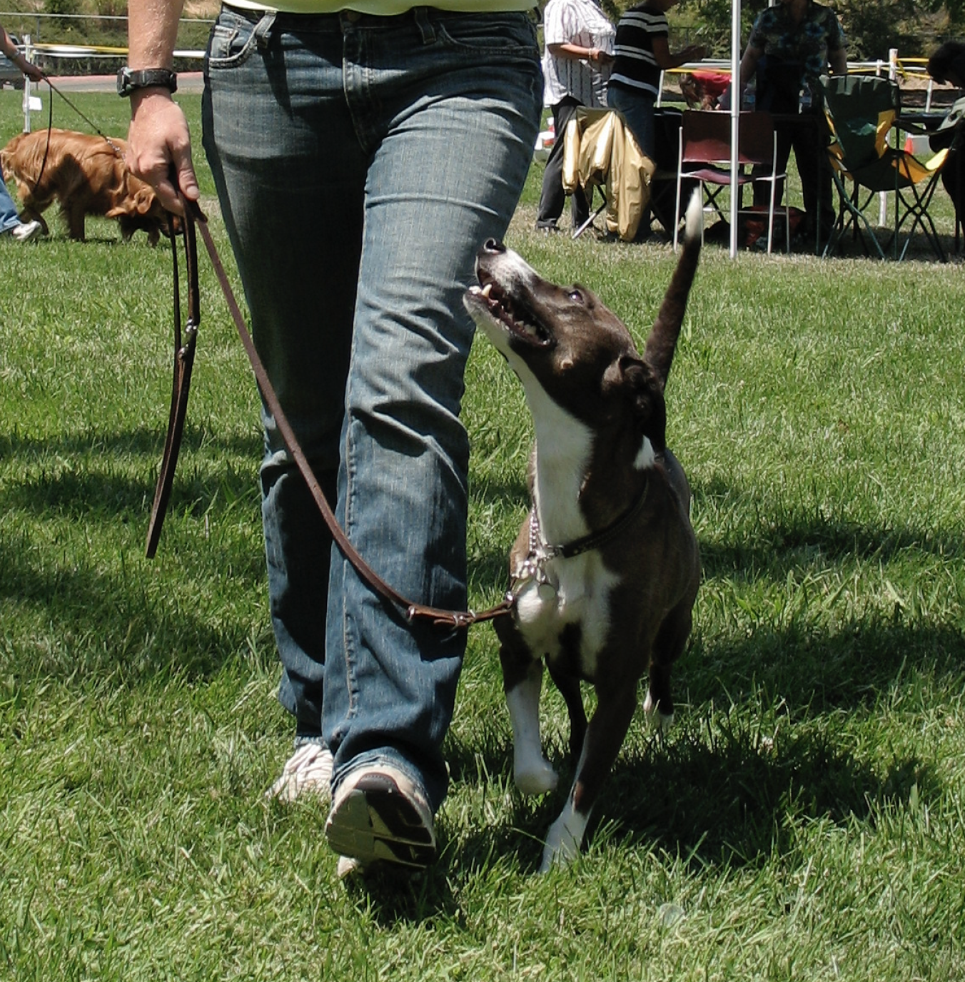 Fenzi Dog Sports Academy - EasyBlog - Lure Coursing and Coursing Ability  Tests -- Know the Risks