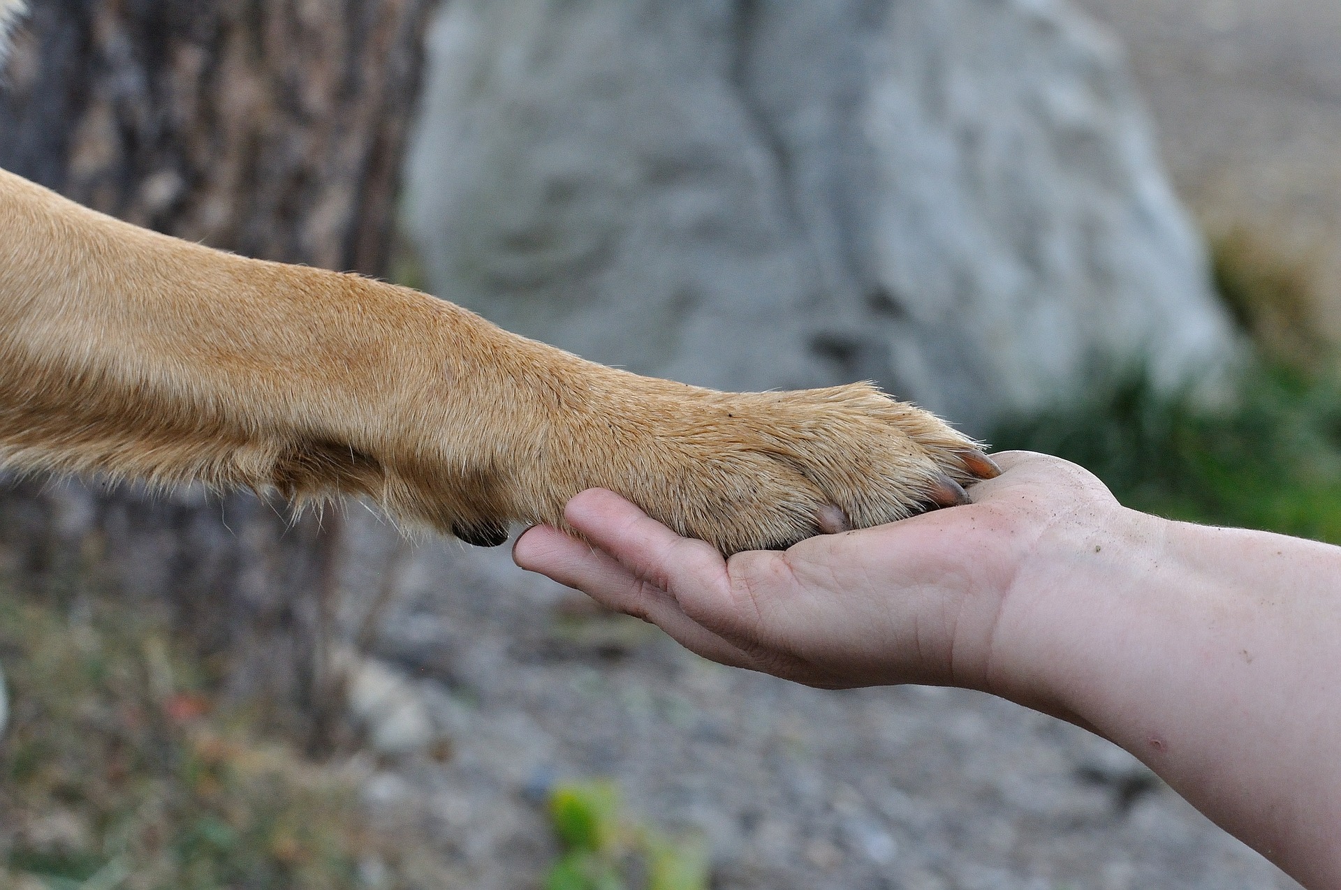 Fenzi Dog Sports Academy - NW145: To Boldly Go… Shaping a Confident Nosework  Dog