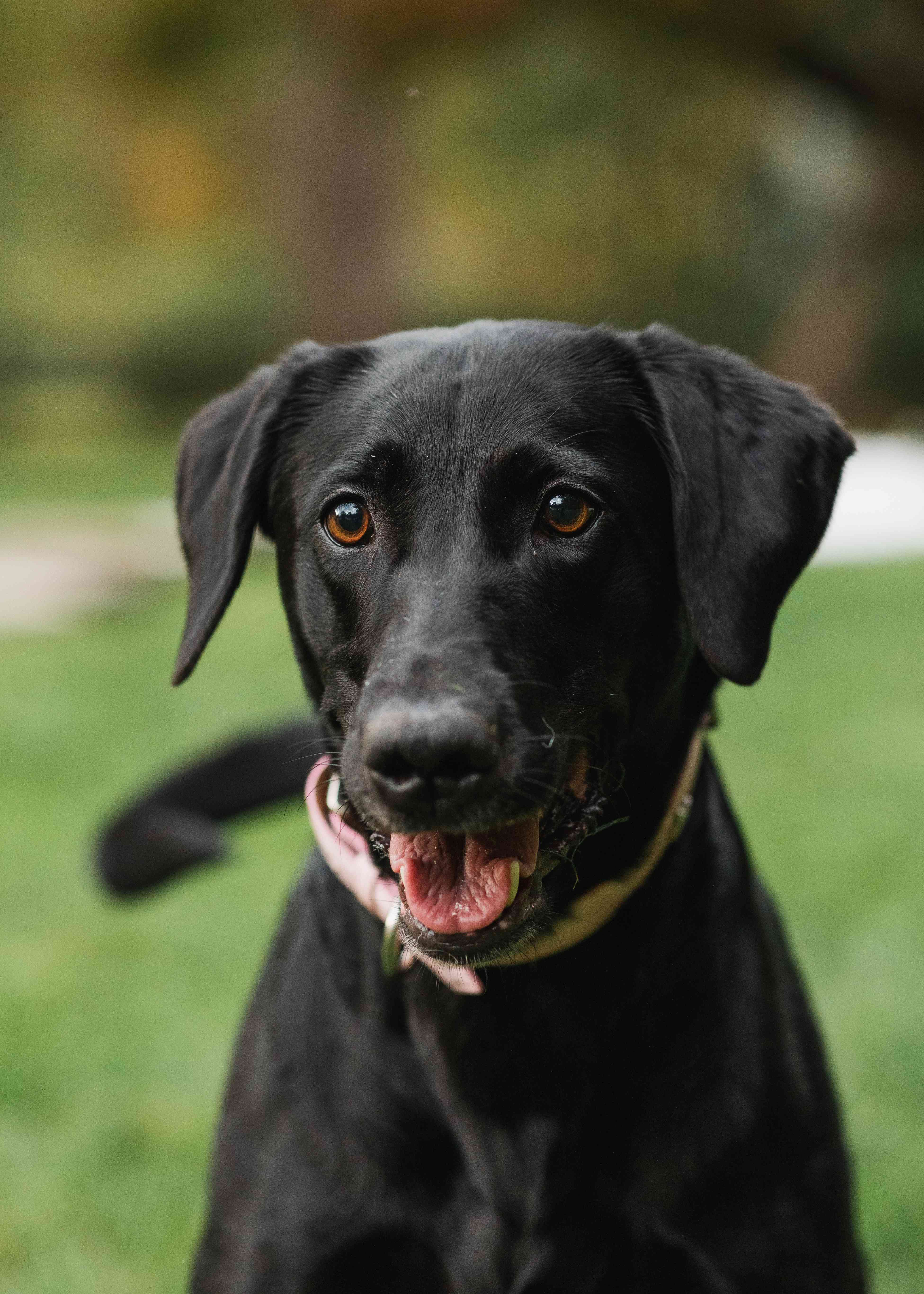 Fenzi Dog Sports Academy - LS135: Crate Training Dogs: Happy Crating for  Life