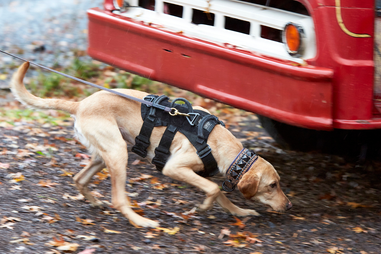 Fenzi Dog Sports Academy - EasyBlog - 6 Dog Training Vests: An FDSA  Student's Honest Review