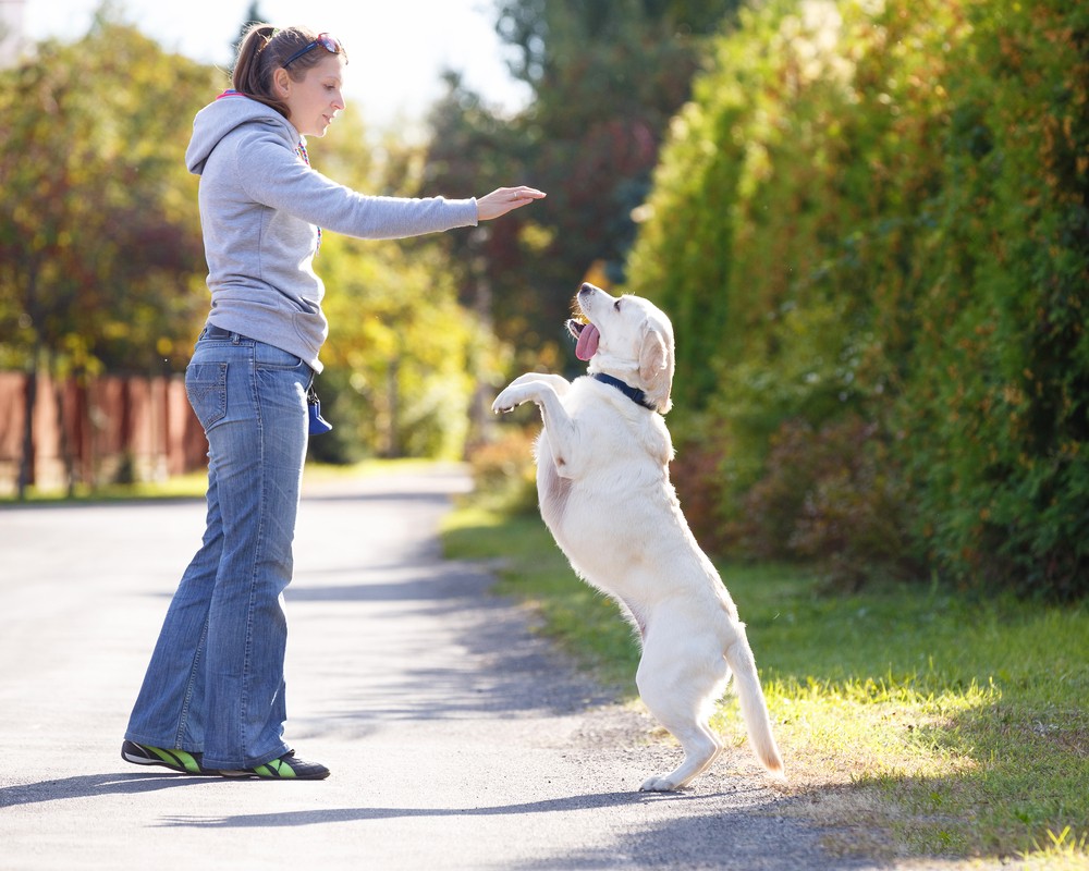 A Roundup of My Favorite Dog Training Tools