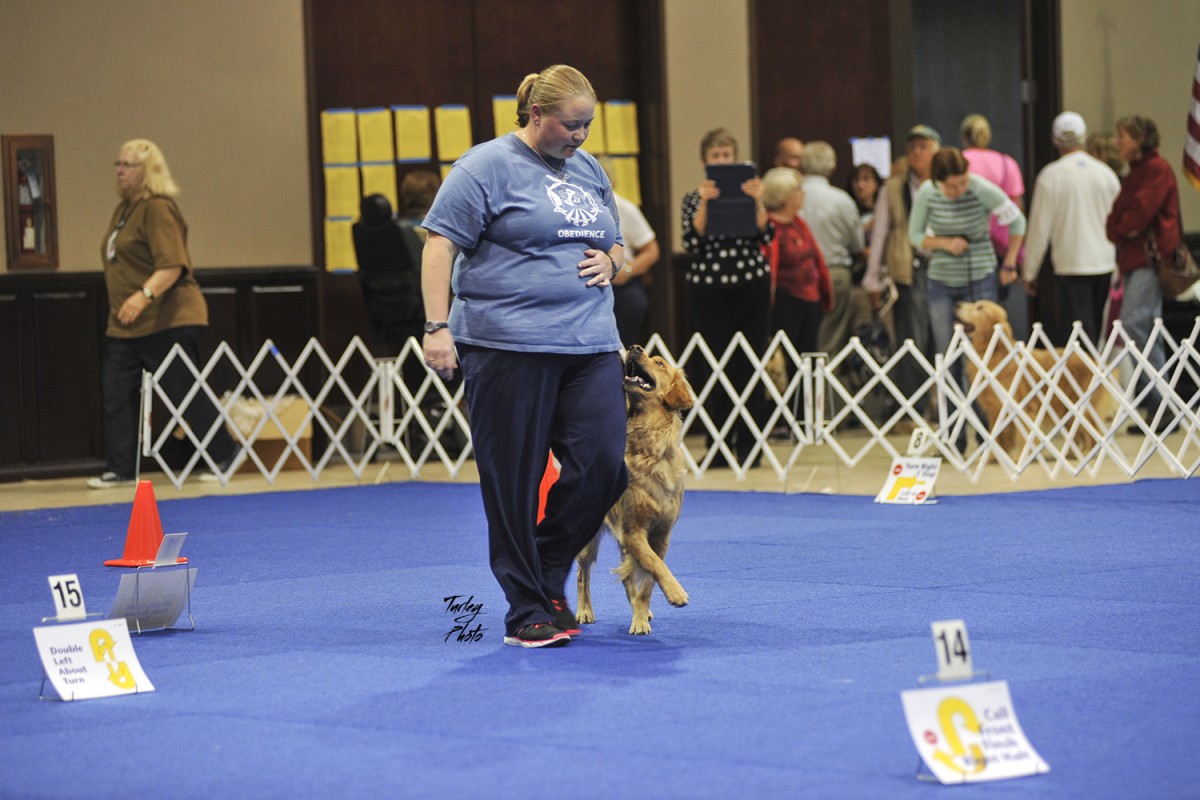 Akc rally best sale