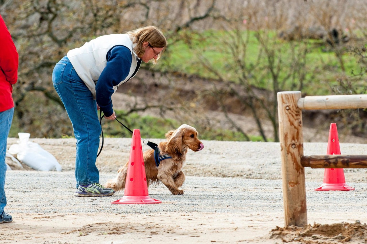 6 Nosework Games for Dogs: Easy, Simple Scentwork! 