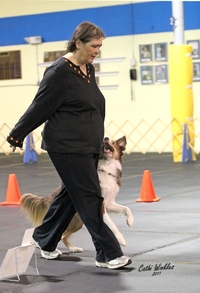 Fenzi Dog Sports Academy - EasyBlog - 6 Dog Training Vests: An FDSA  Student's Honest Review