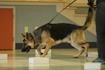 nosework3